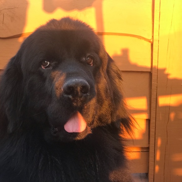 Meet your Posher, SjC - Picture 7 of 16